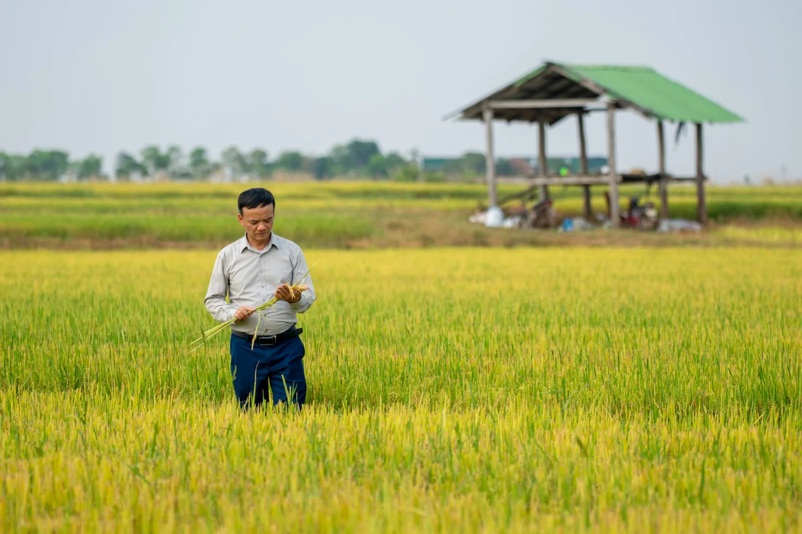 Chủ tịch Phan Gia Vũ Đình Mười: Xây dựng chuỗi liên kết lúa gạo bền vững tại Tây Nguyên