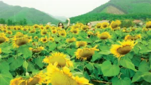 Người chị cả trên  ” thiên đường   hoa Quảng La”